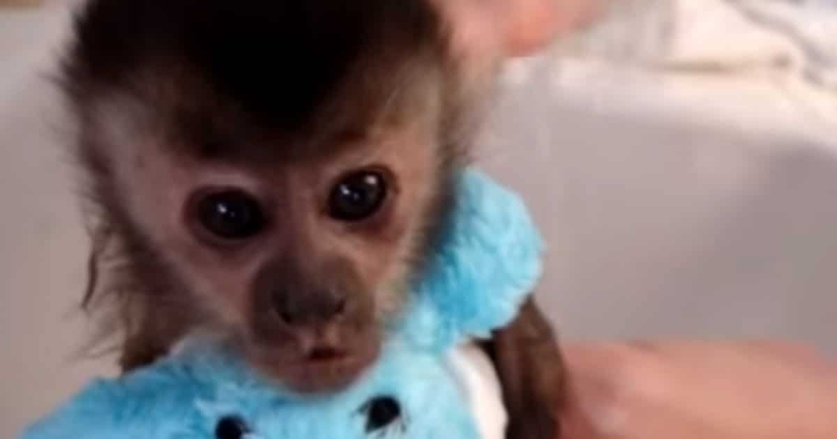 When It’s Time To Bathe This Baby Monkey, He Has The Most Adorable Reaction Ever