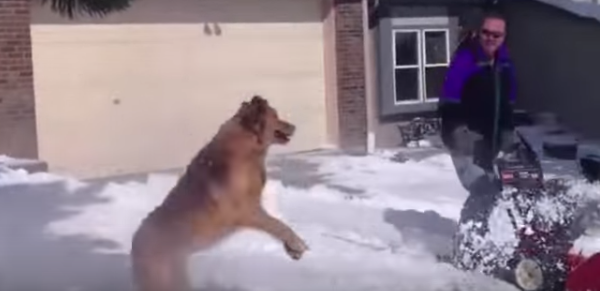 These Dogs Love Winter And You Are About To See Why