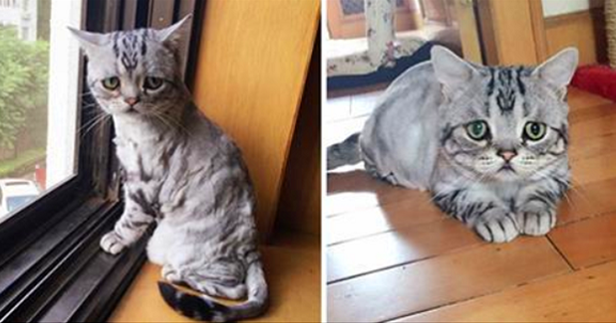 This Unbelievably Sad Cat Will Warm The Coldest Of Hearts