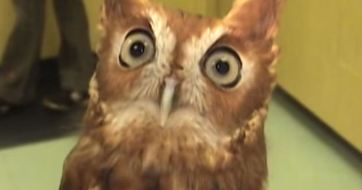 This Funny Little Screech Owl Has A Lot To Say