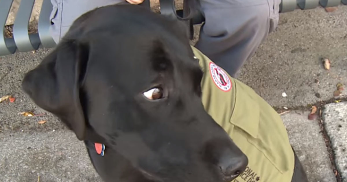 Touching Story Of How One Dog Helped His Soldier With His PTSD