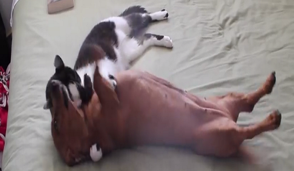 When Her Hyper Dachshund Sister Enters The Room, This Cat Knows Just How To Calm Her Down