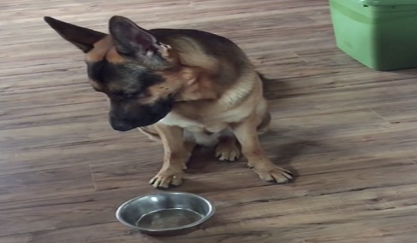 When This German Shepherd Is Hungry, He Has A Clever Way Of Asking For More Food
