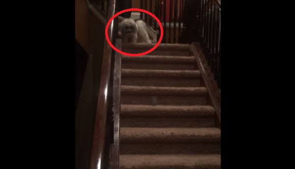 This Pup Takes His Ball Upstairs, But What He Does Next Is Pure Genius