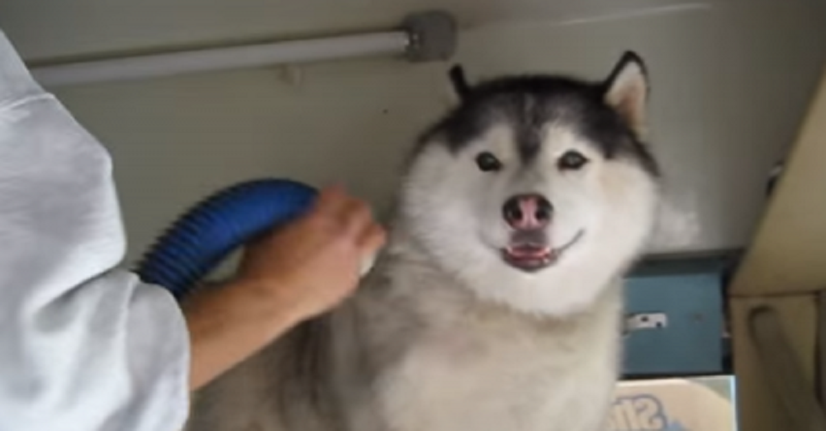 It’s Bath Time For This Husky And He Turns Into A Big Crybaby