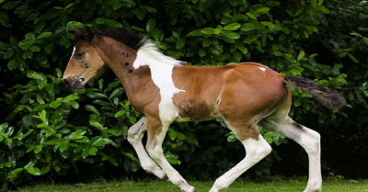 This Horse Is Only A Couple Of Months Old And He’s Already Famous For His Special Feature