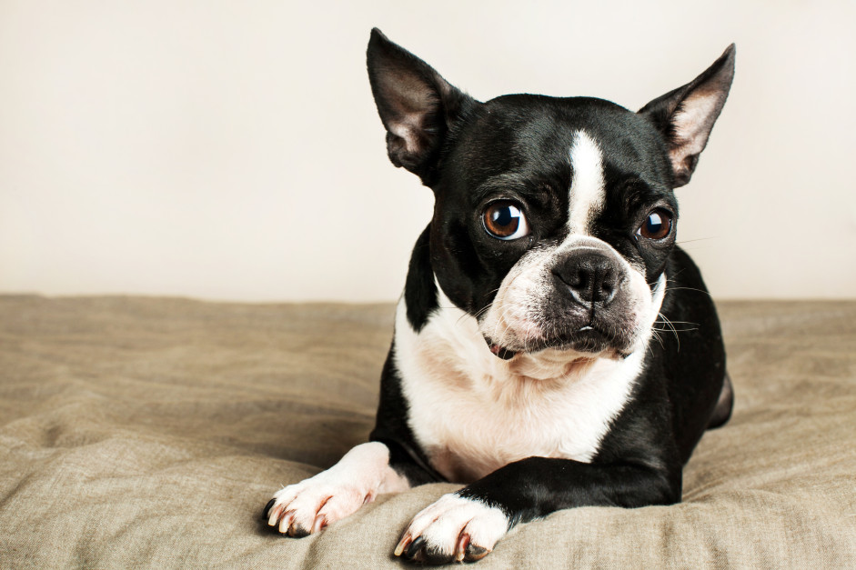 10 Common Dog Breeds And Their Health Issues. Do You Own