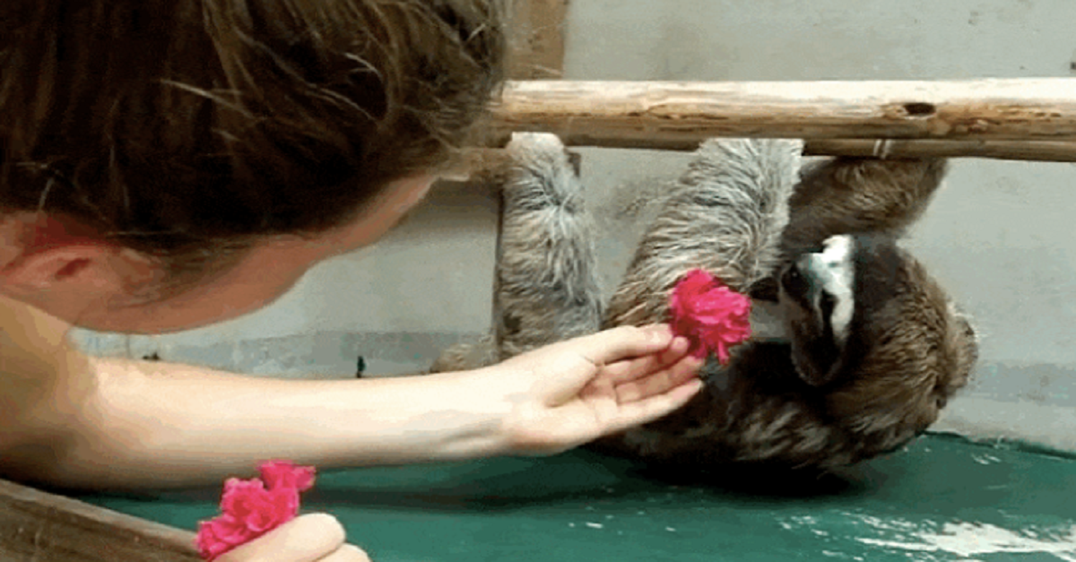 She Offered This Sloth A Treat, But He Wanted Something Else…