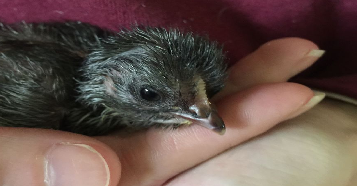 Baby Chick Was Born Unable To Walk So They Made A ‘Chick Chair’ To Help Him Recover