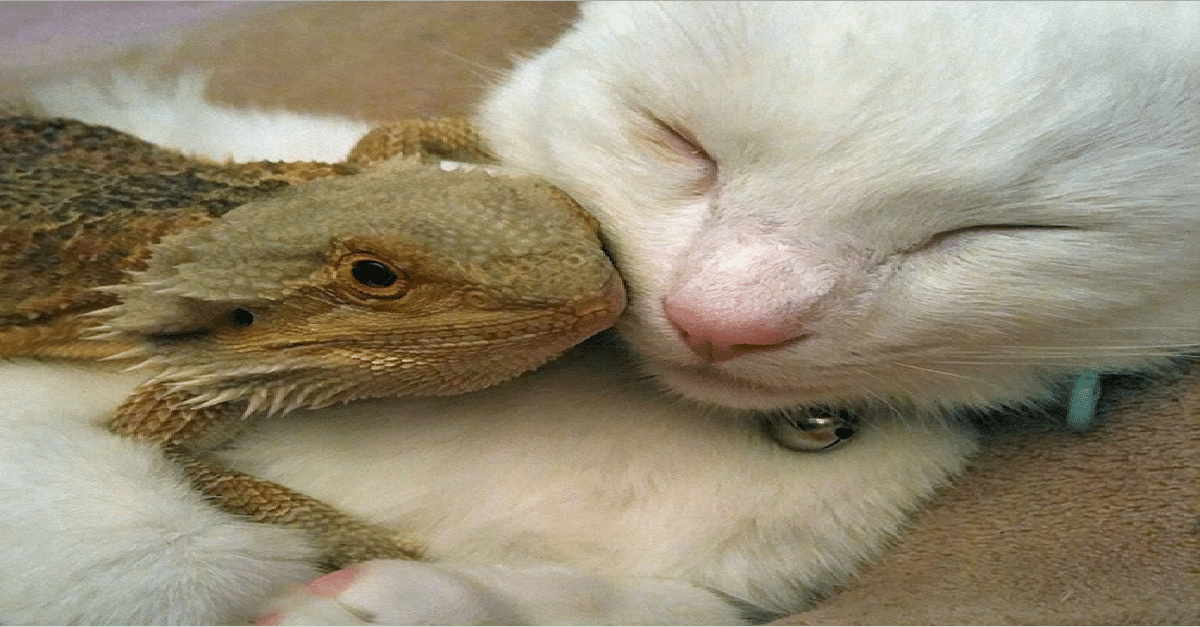 Bearded Dragon And Cat Become Unlikely Best Friends…