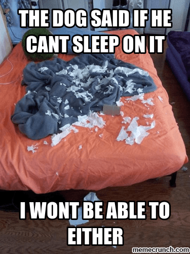 realities of sharing bed with dog 