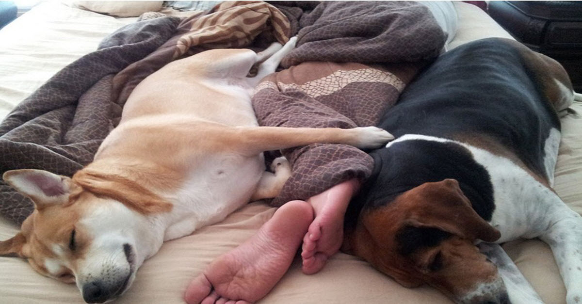 Here Are 9 Reasons Why You Should, and Shouldn’t Share Your Bed With A Dog