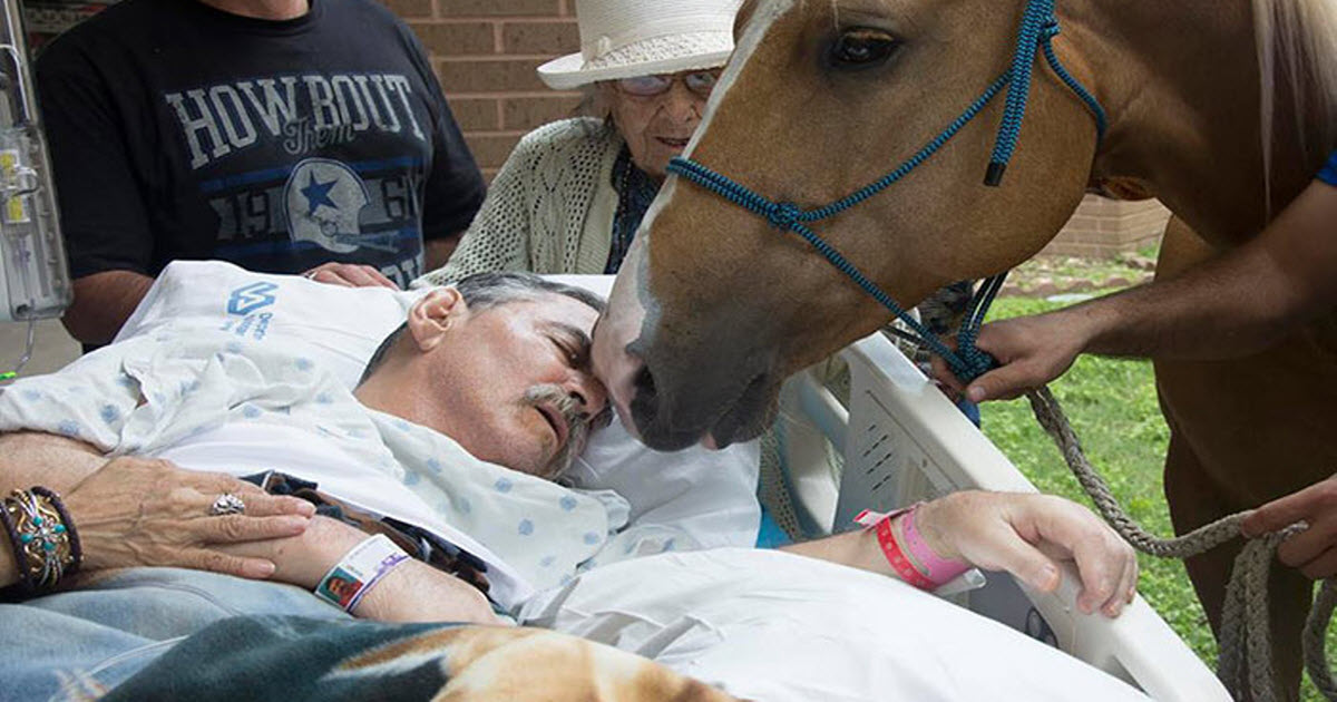 Dying Vietnam Veteran’s Final Wish Is Granted When His Loving Horse Visits Him