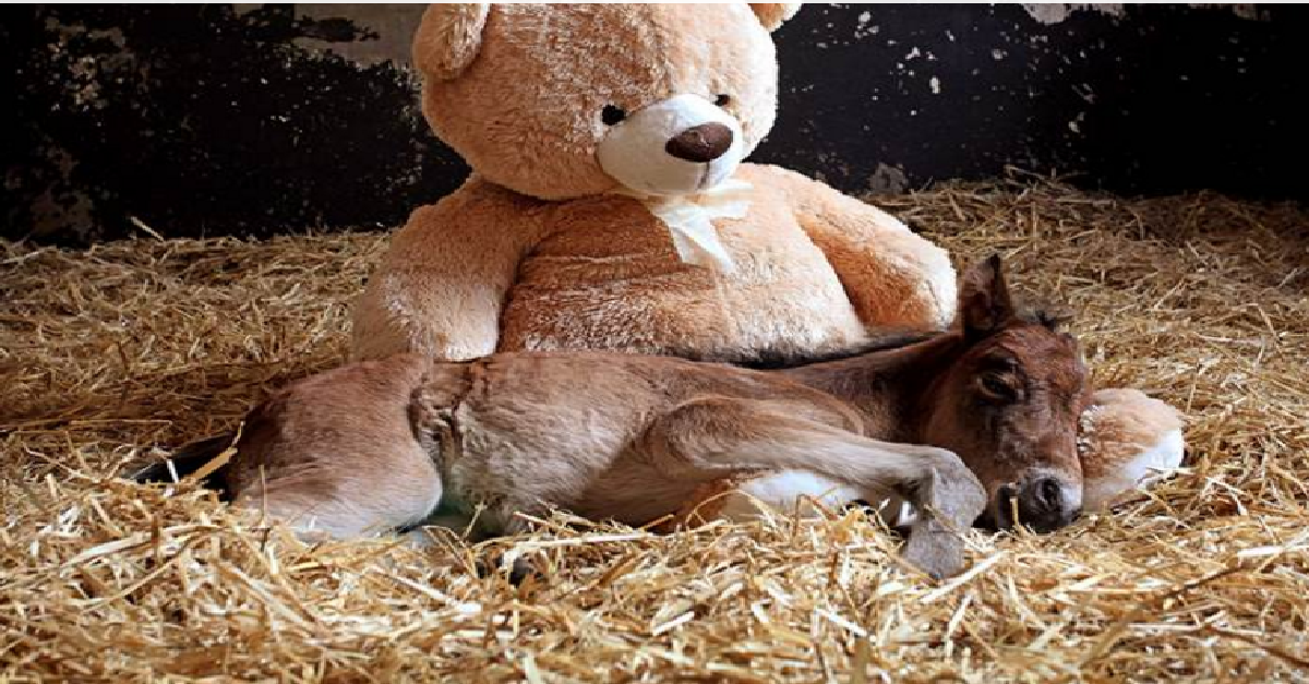 Breeze The Orphaned Foal Finds Comfort In A Jumbo Stuffed Teddy Bear
