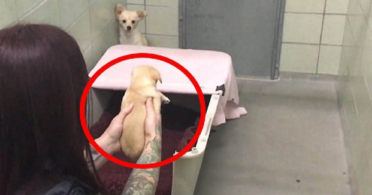 Heartbroken Mama Dog Is Shown Something That Gets Her Tail Wagging Nonstop…