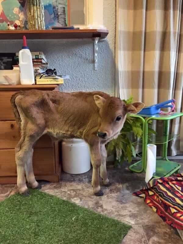 weak little calf