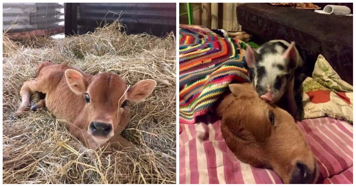 Weak Little Calf Was On Death’s Doorstep, But This Baby Pig Refused To Give Up On Him