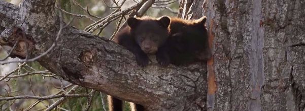 bear cubs climbing