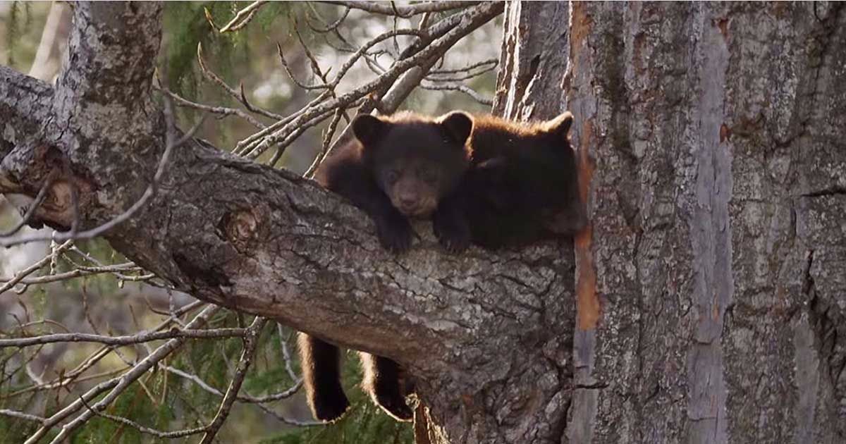 Two Bear Cubs Are Stuck In Tree Until Momma Bear Comes To Save The Day…
