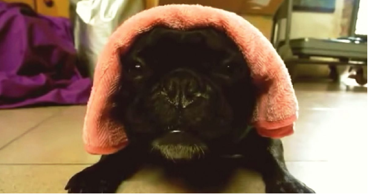 French Bulldog Puppy Makes The Funniest Noises