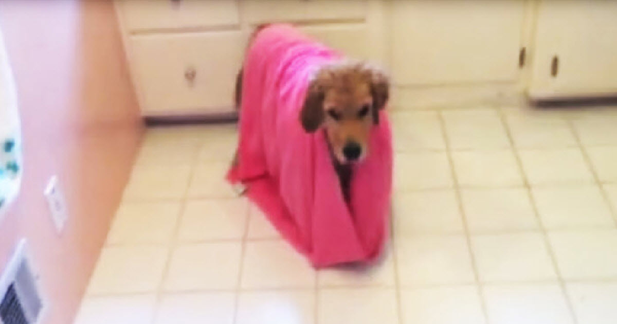 Golden Retriever Pup Takes A Shower All By Himself