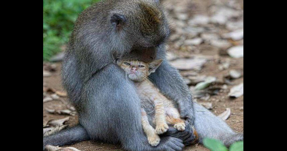 Woman Photographs Adorable Monkey And Kitten Bonding