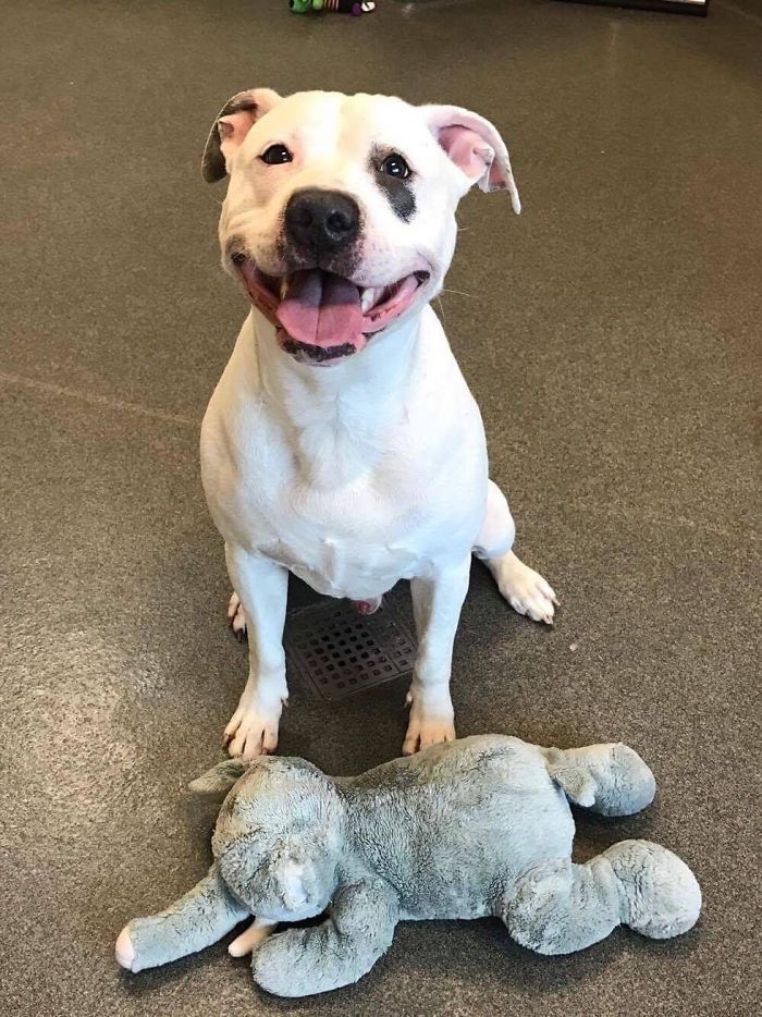 Shelter Dog Will Not Go Anywhere Without His Elephant Toy