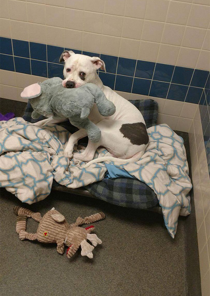 Shelter Dog Will Not Go Anywhere Without His Elephant Toy