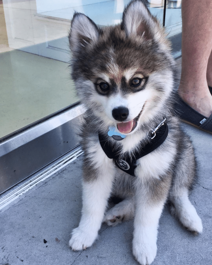 Norman The Husky Pomeranian Mix Is One Adorable Puppy