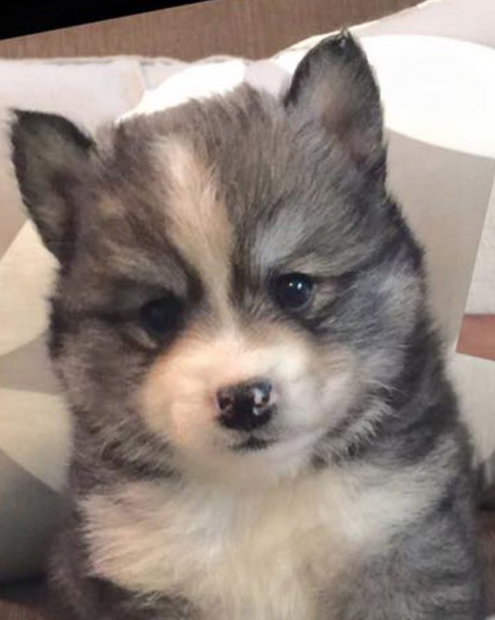 norman husky pomeranian Norman Husky Pomeranian Mix Is One Adorable Puppy