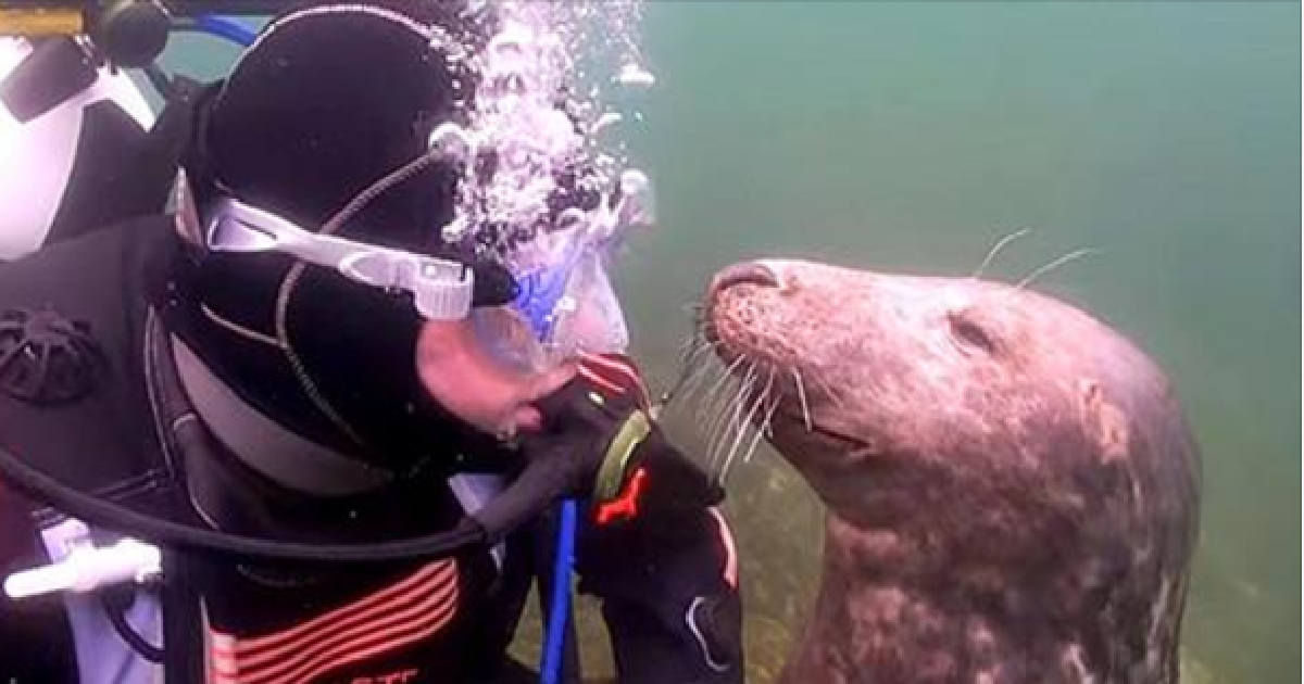 Frisky Seal Wants Nothing But Belly Rubs From Diver