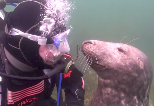 Frisky Seal Wants Nothing But Belly Rubs From Diver