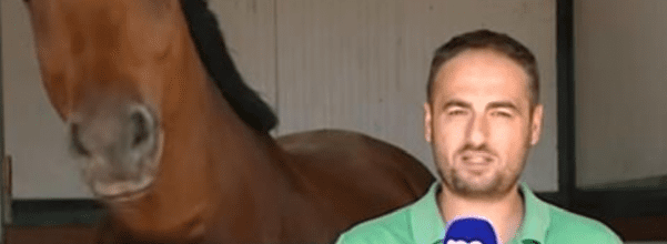 horse nibbles reporter