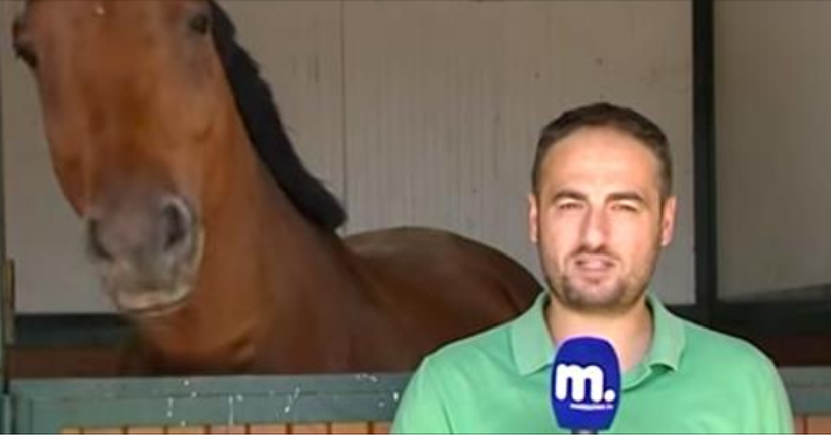 Horse Lovingly Nibbles On Reporter When He Steps In Front Of The Camera