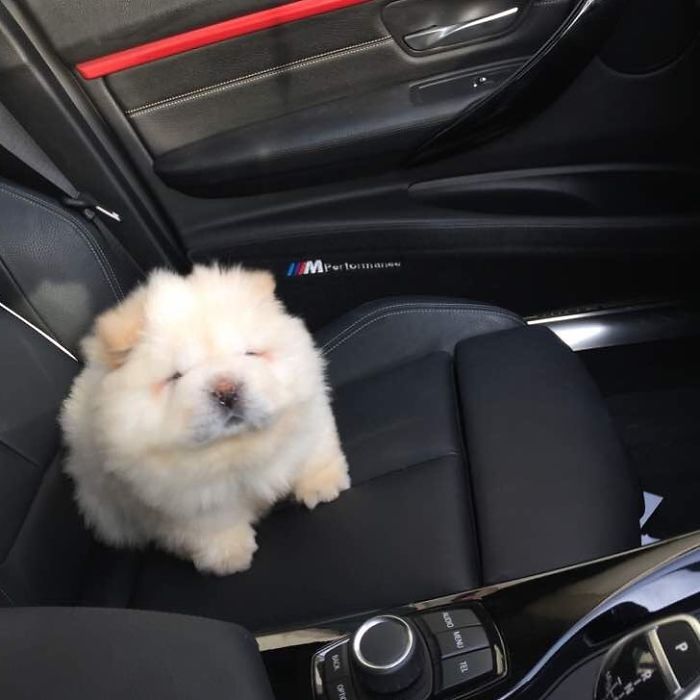 instagram star puppy