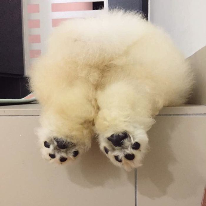 instagram star puppy