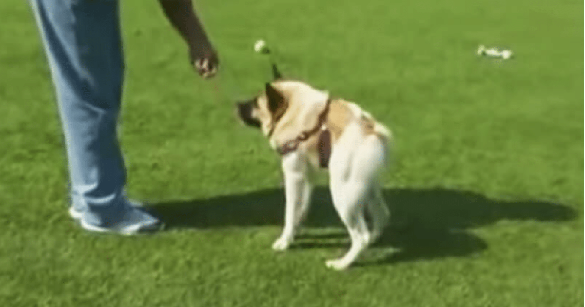 dog with short spine dog with short spine
