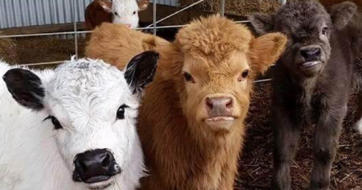 Fluffy Mini-Cows Are All The Rage And Make Great Pets