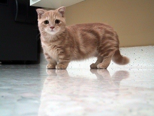 munchkin cats