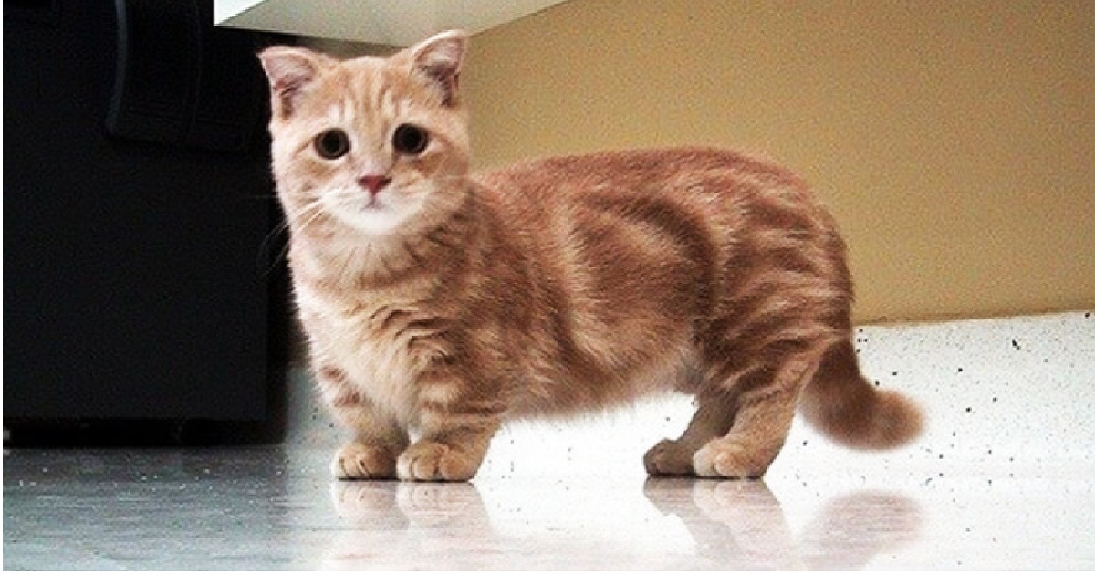 Munchkin Cats And Their Mini-Legs Are Super Cute