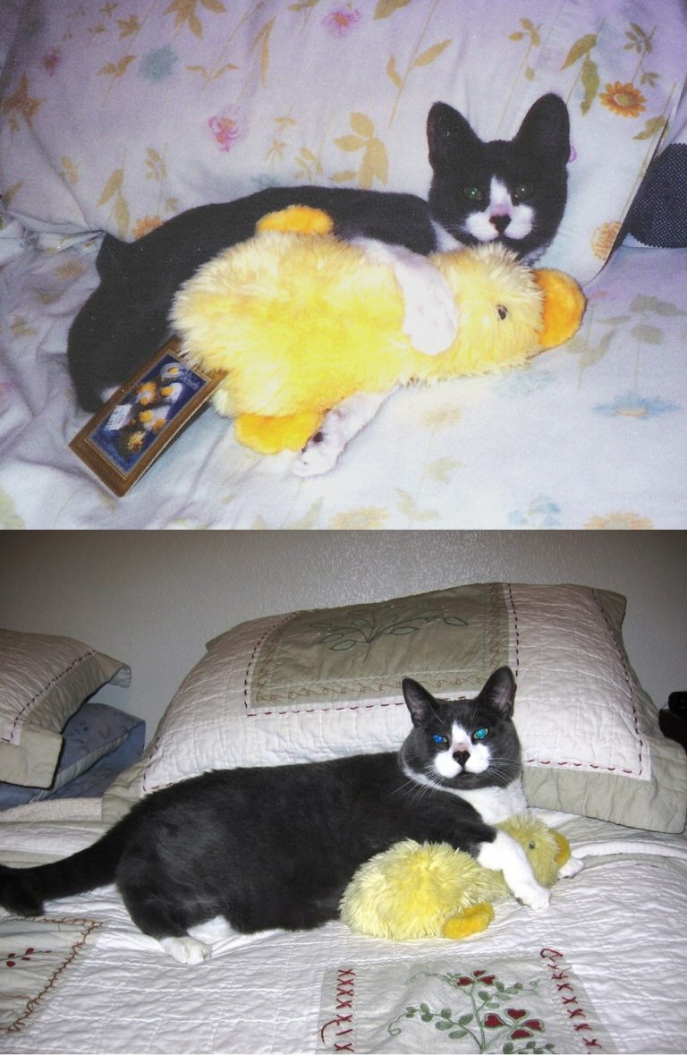 Hilarious Pets Who Grew Up With Their Favorite Toys