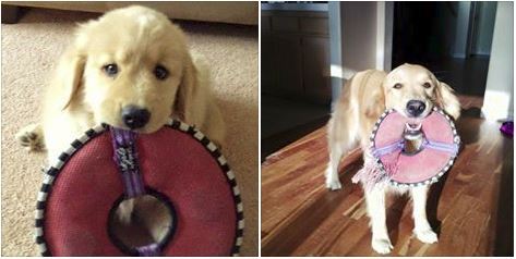 Hilarious Pets Who Grew Up With Their Favorite Toys