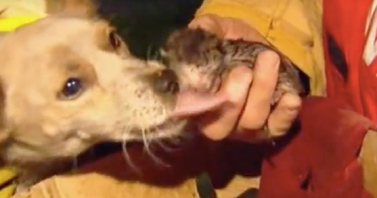 Firefighters Find Family Dog Protecting Four Kittens From Fire