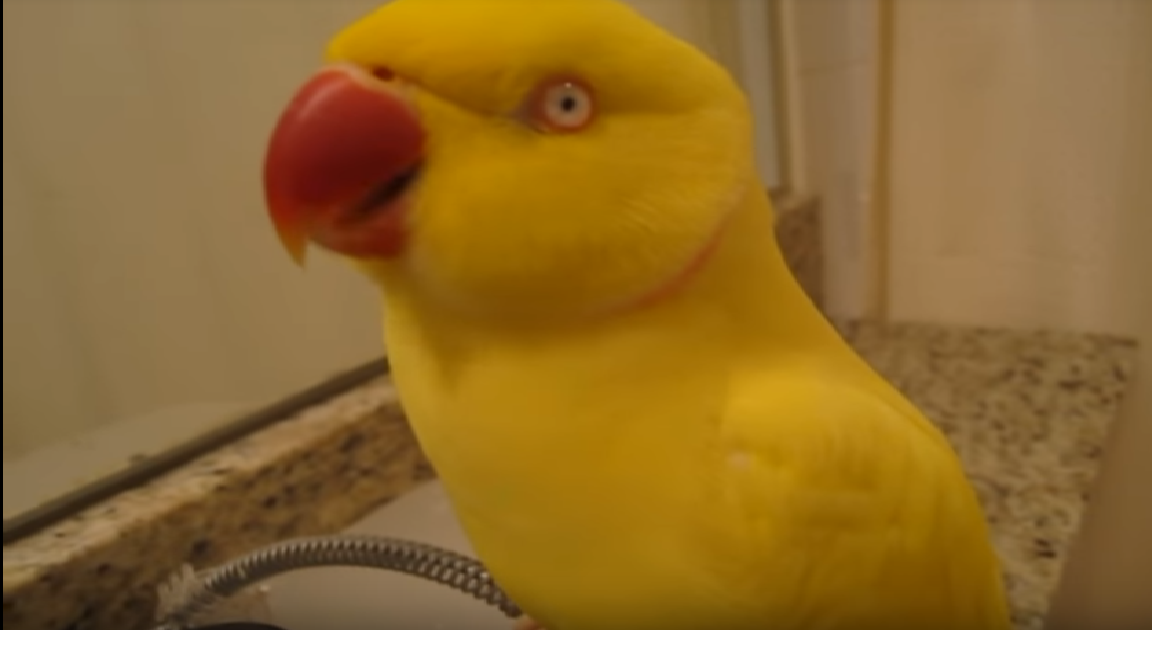 Hilarious Bowie The Bird Has Learned How To Smile