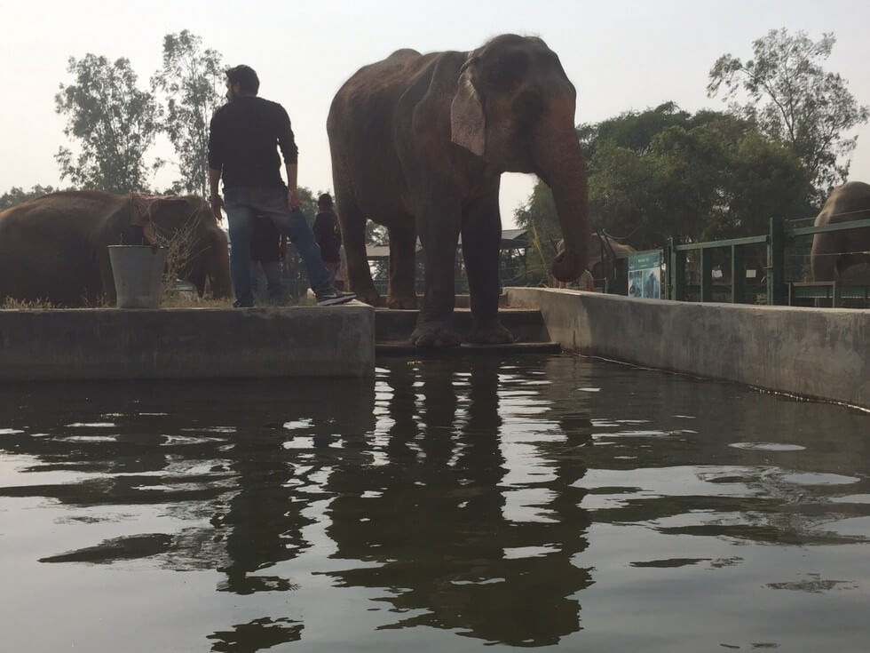 Circus elephant freed Circus Elephants Are Finally Set Free From Their Miserable Life