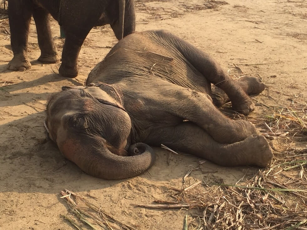 Circus elephant freed Circus Elephants Are Finally Set Free From Their Miserable Life
