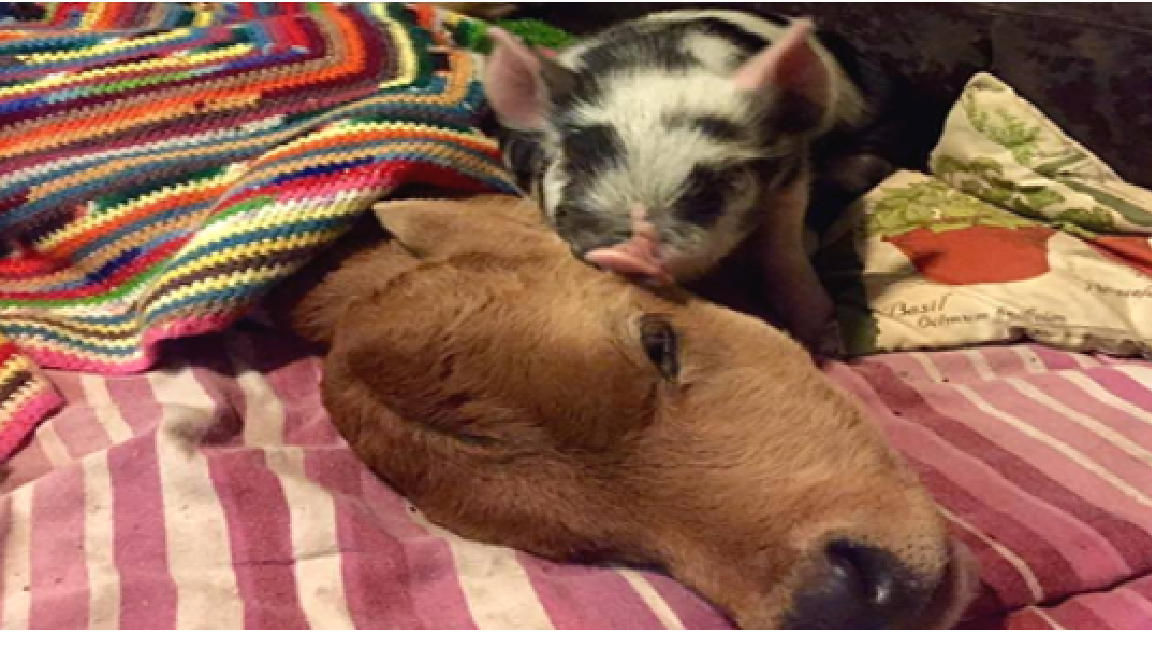 Piglet Helps Save A Sick Calf From Being Euthanized