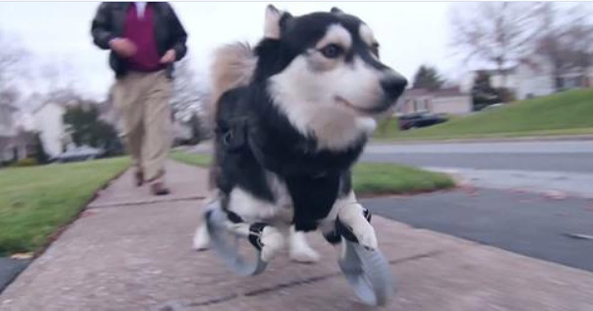 Dog Runs For First Time In His Life, Thanks To 3-D-Printed Legs