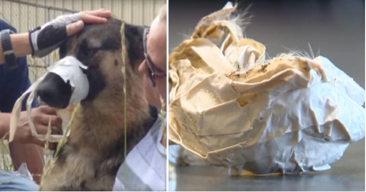 German Shepherd Abandoned With His Mouth And Legs Taped Together
