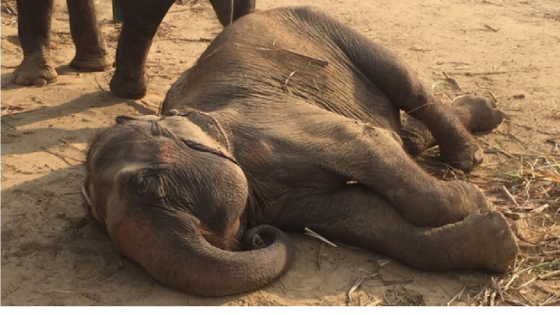 Circus Elephants Are Finally Set Free From Their Miserable Life